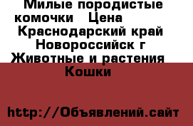 Милые породистые комочки › Цена ­ 1 500 - Краснодарский край, Новороссийск г. Животные и растения » Кошки   